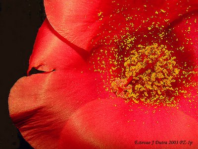 Portulaca grandiflora Hook.