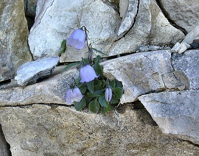 "Ha fatto germogliare i fiori fra le rocce"