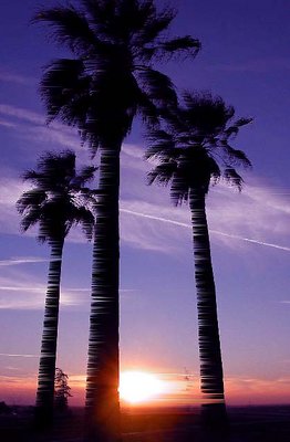 Sunset Palms as Art