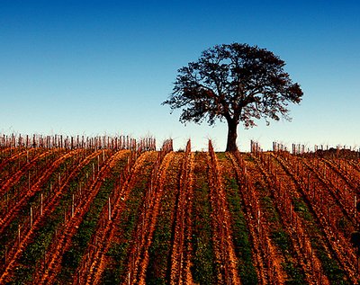 "THE TREE OF THE VINEYARD"