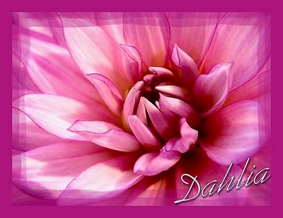 Dahlia