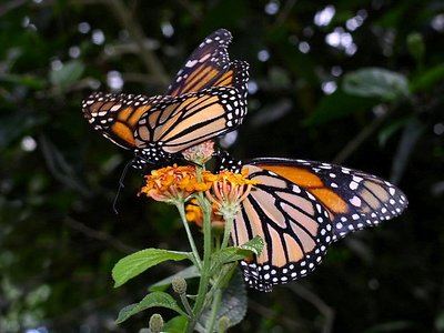 Monarch butterflies