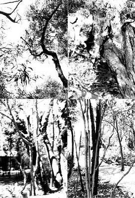 B&W trees