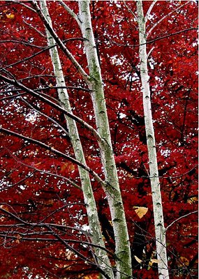 Three birches and a maple