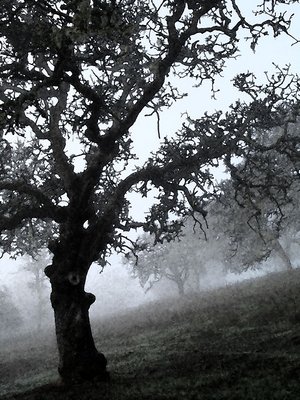 hillside trees in fog