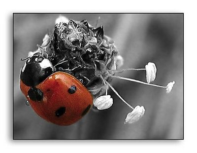 Ladybug on Flower