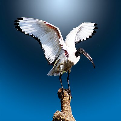 Sacred Ibis