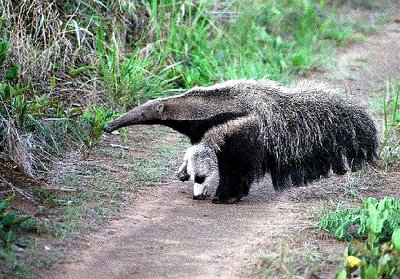 young giant anteater p emas brasil