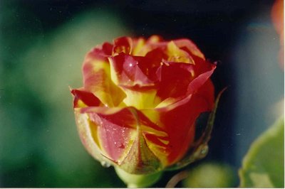 Yellow-Red Rose