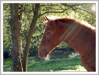 Horses in Autumn Sunlight 3