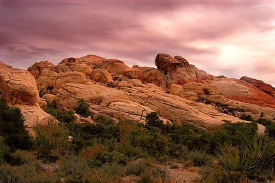 Before the rain in the desert