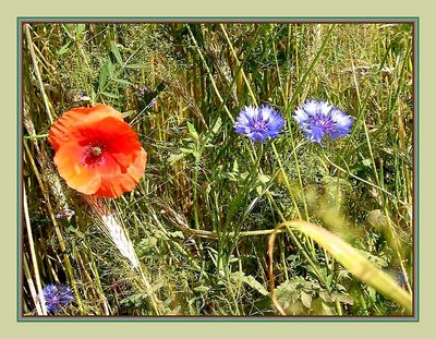 bouquet of wild flowers