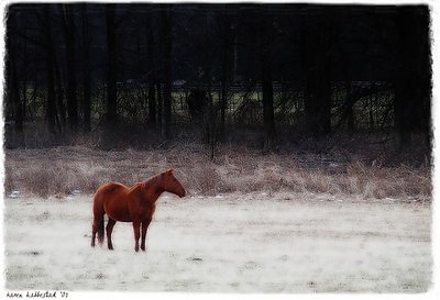 in a frosty field