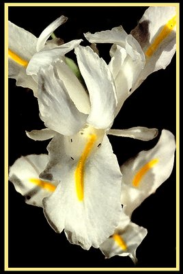 White Iris and Bugs