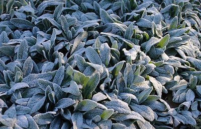 Lambs Ear