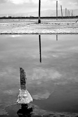 San Francisco bay salt marsh I