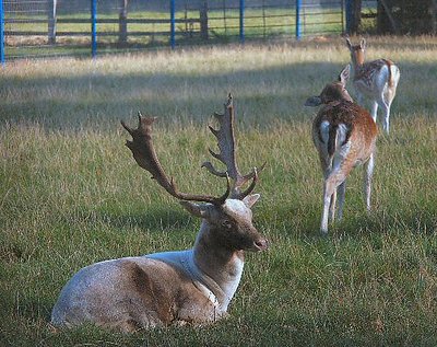 majestic deer