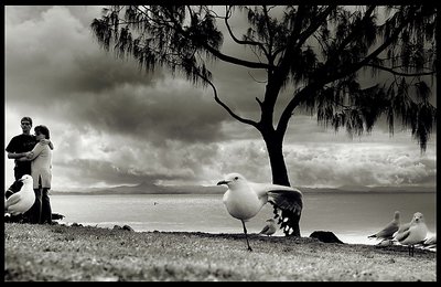 one legged seagull