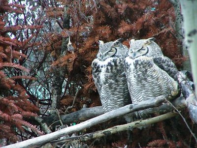 Canadian Eagle Owls