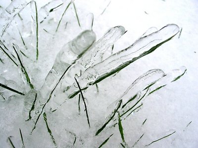 icy grass