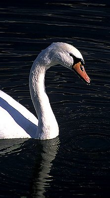 Swan 2