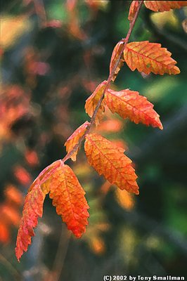 Leaves