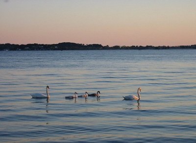 Swan family by sunset