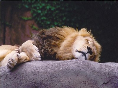 Sleeping King