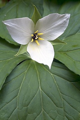 White Trillium