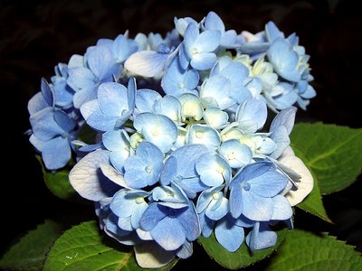 blue flowers