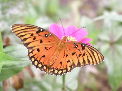 orange butterfly