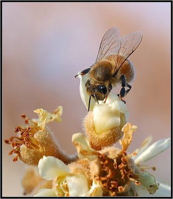 Honey Bee on Japanese Plum Blossom