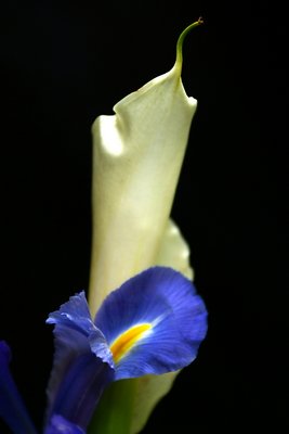 Cala Lily & Iris