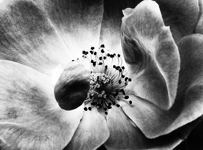 Opened Rose