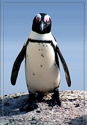 African Penguin