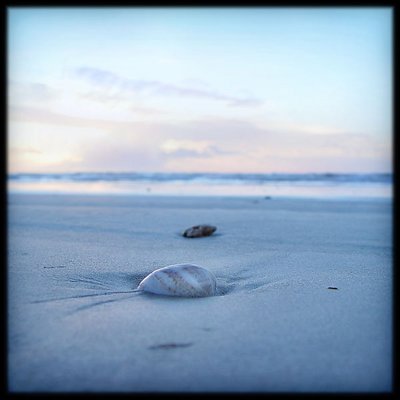 Sand and shells for Elisa