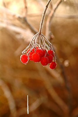 Iced Berries