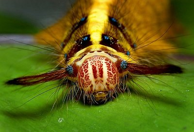 CaterPillar Stung