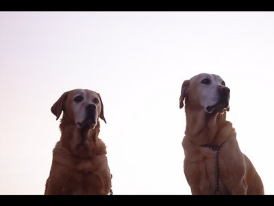 Amber&Bo