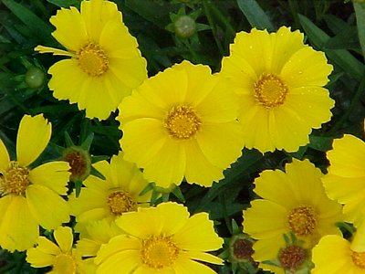 my garden