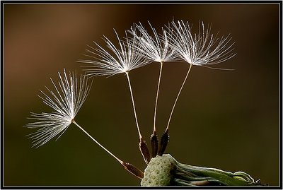 Dandelion Seed Head-Backlit