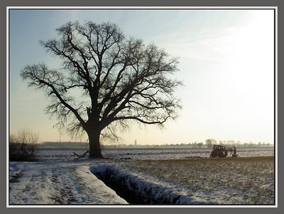 Plough and tree
