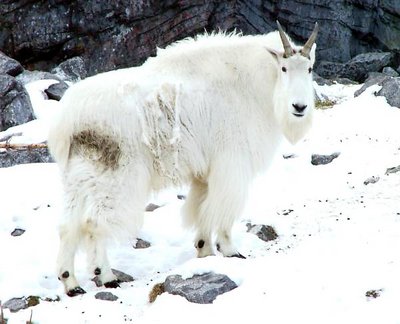 Canadian Moutain Goat