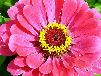 Zinnia 2003