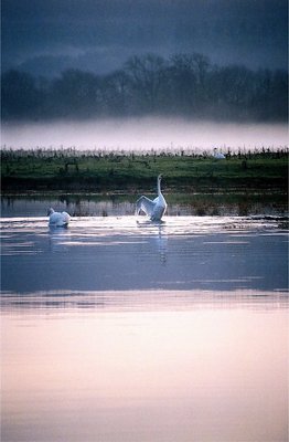 Swan Lake