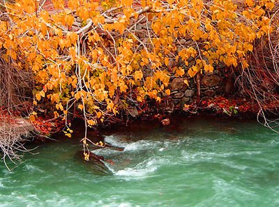 orange and the flow of greenery.