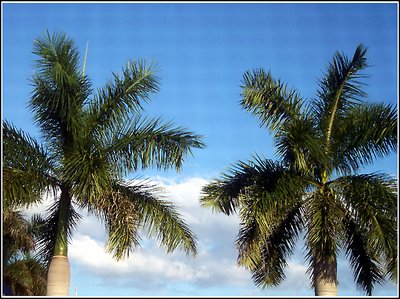 Florida Palms