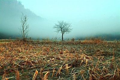 Winter in the field (2)