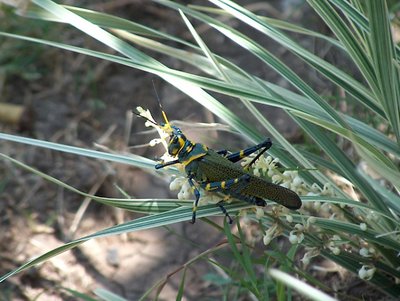 mexican grasshopper