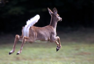 Leaping deer